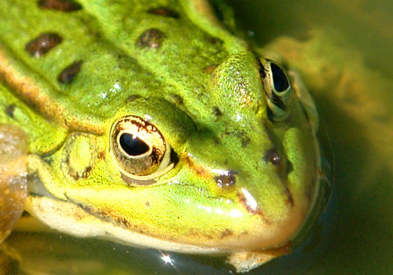 greenfrog2